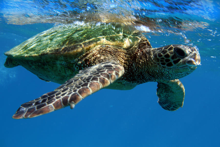 Seaturtle Photograph by Tris Walker - Fine Art America