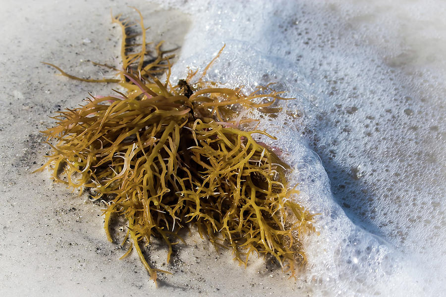 Seaweed 1 Photograph by Richard Goldman