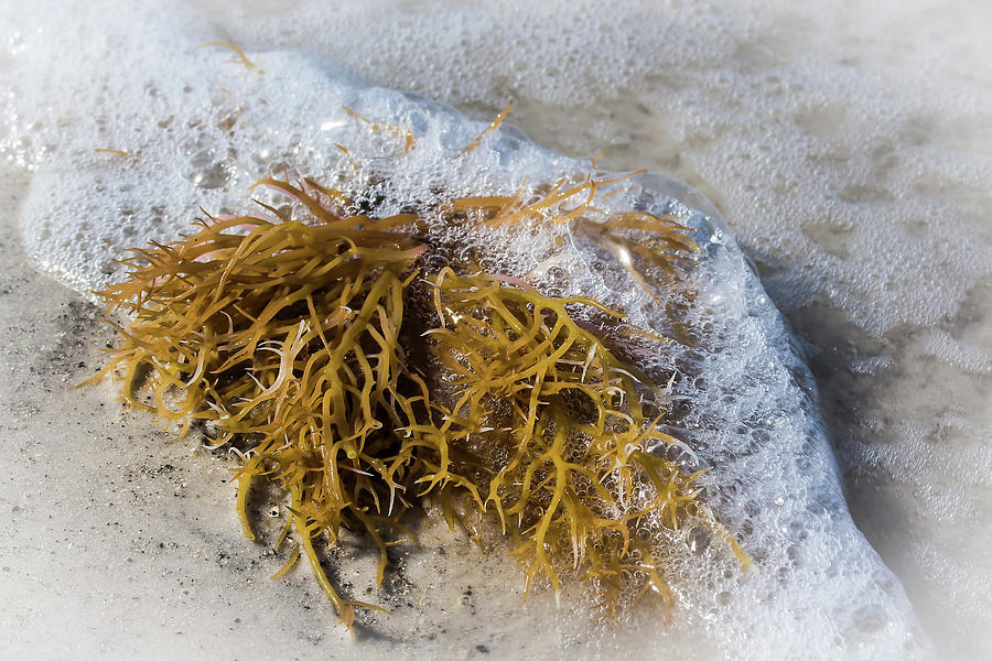 Seaweed 2 Photograph by Richard Goldman