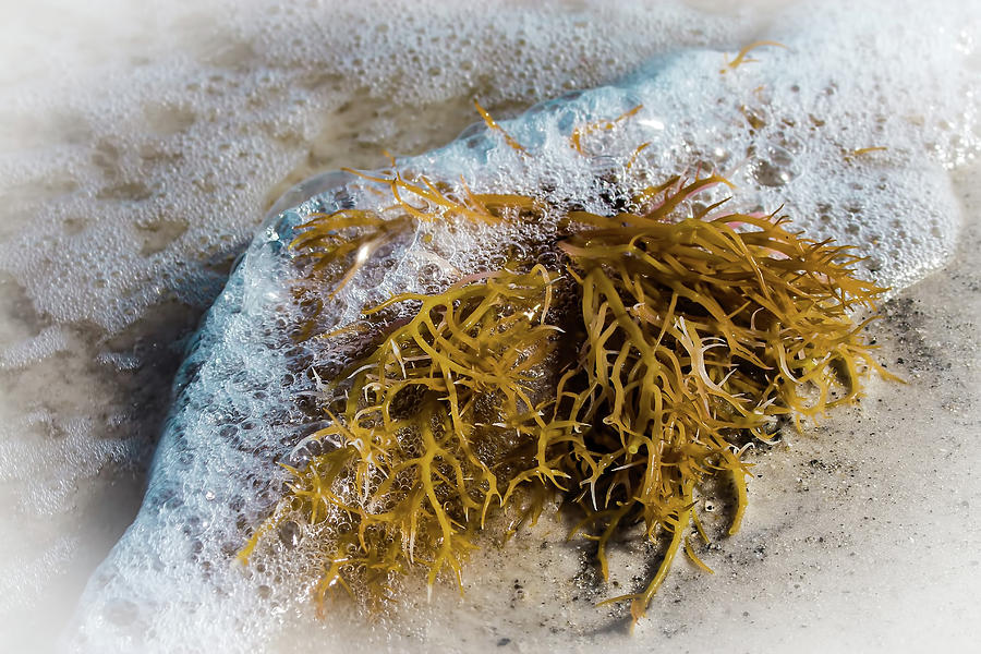 Seaweed 3 Photograph by Richard Goldman