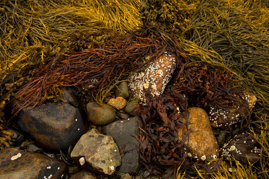 Seaweed And Beach Stones Photograph by Irwin Barrett