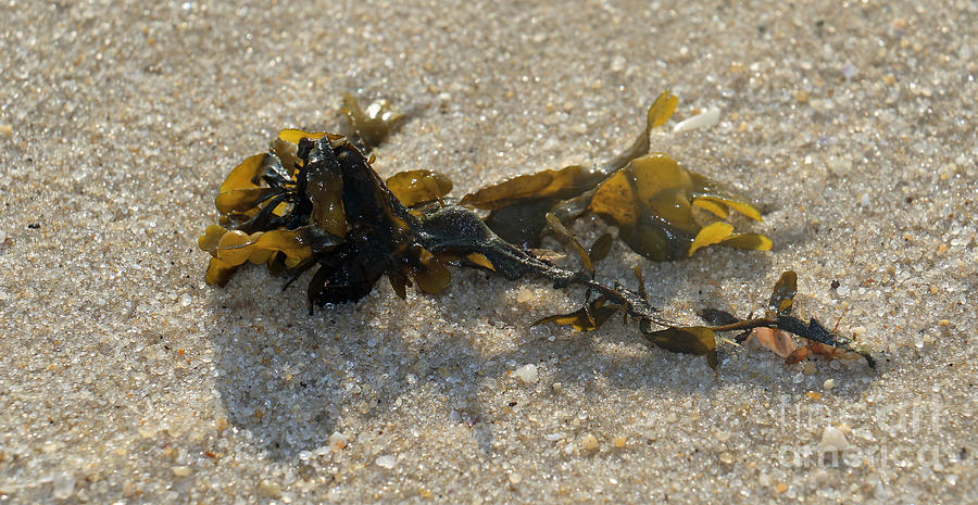 Seaweed and Sand II Photograph by Mary Haber