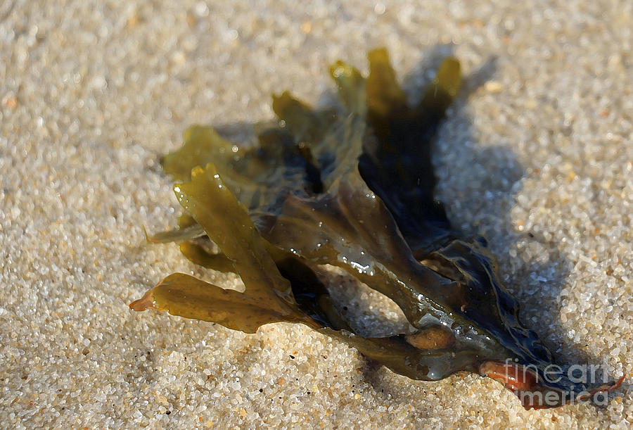 Seaweed and Sand Photograph by Mary Haber