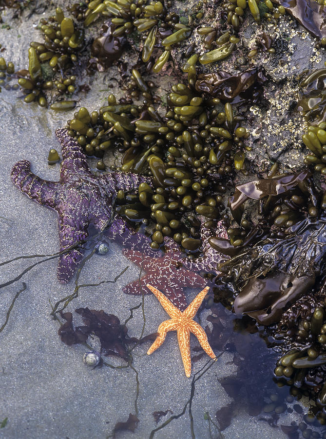 Seaweed and Seastars Photograph by Robert Potts
