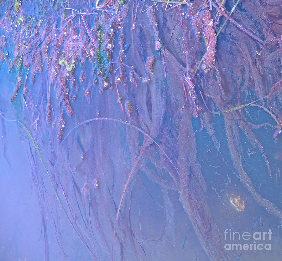 Seaweed Azure Photograph by Randall Weidner