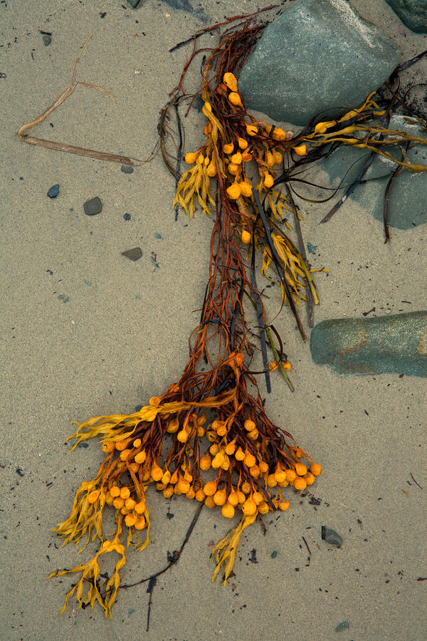 Seaweed Bouquet Photograph by Irwin Barrett
