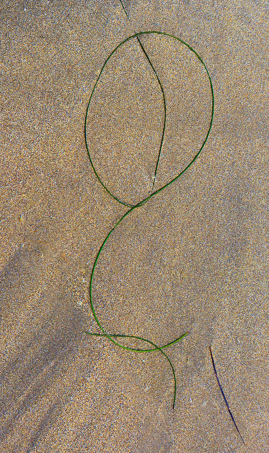 Seaweed Caricature Photograph by Josephine Buschman