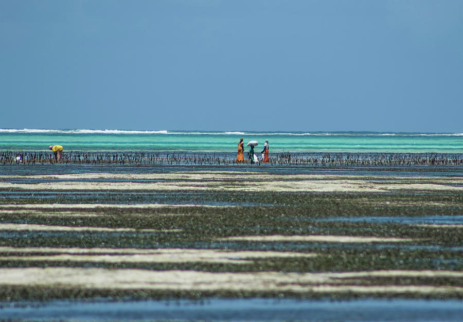 Seaweed colectors Photograph by Mache Del Campo