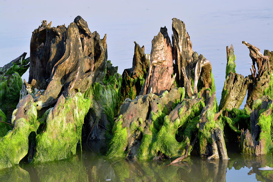 Seaweed-Covered Beach Stump Photograph by Bruce Gourley