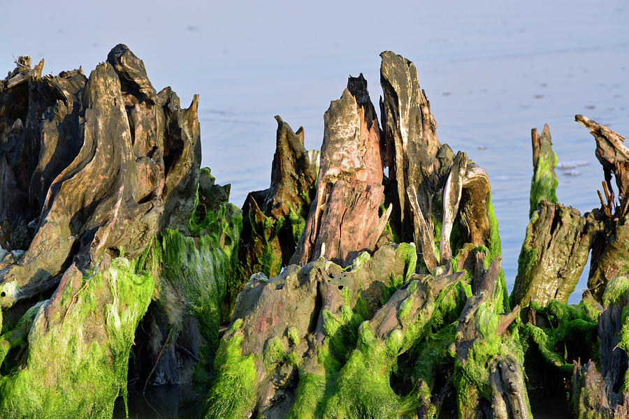 Seaweed-Covered Beach Stump Mountain Range Photograph by Bruce Gourley