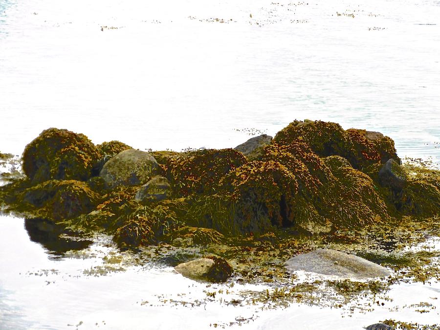 Seaweed covered rocks Photograph by Stephanie Moore