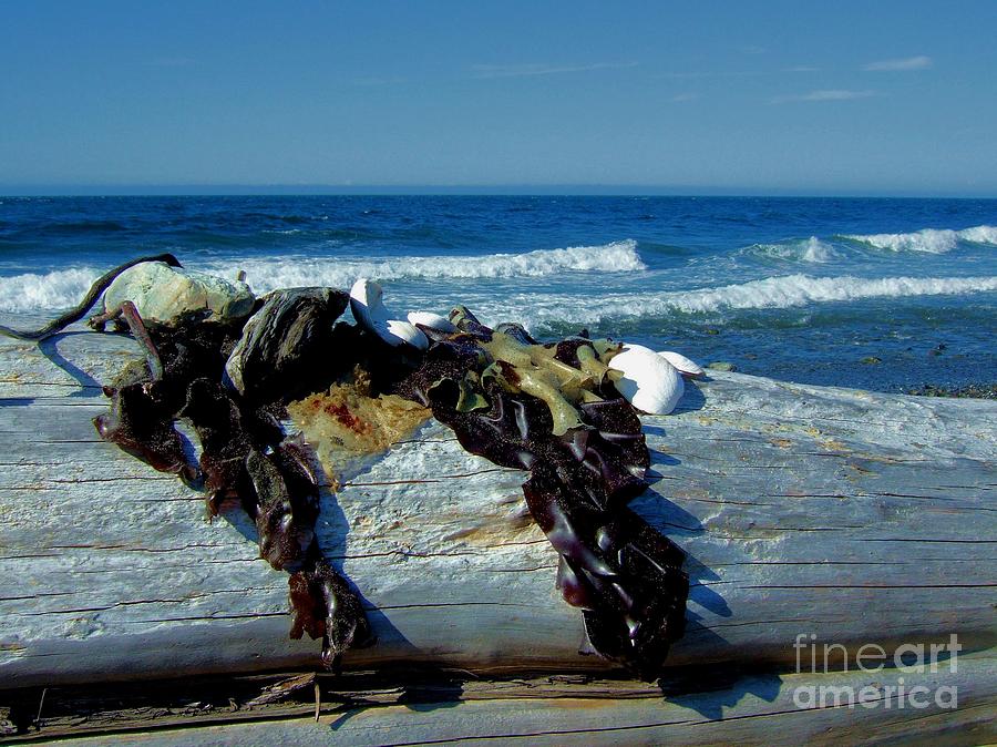 Nature Photograph - Seaweed Driftwood Shells and the Sea by Delores Malcomson