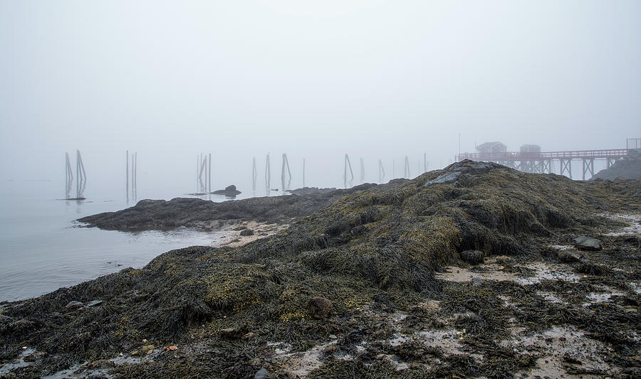 Seaweed in the fog  Photograph by Tony Pushard
