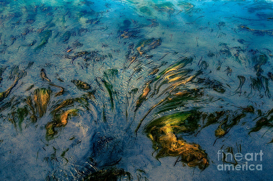 Seaweed Islands Photograph by Venetta Archer