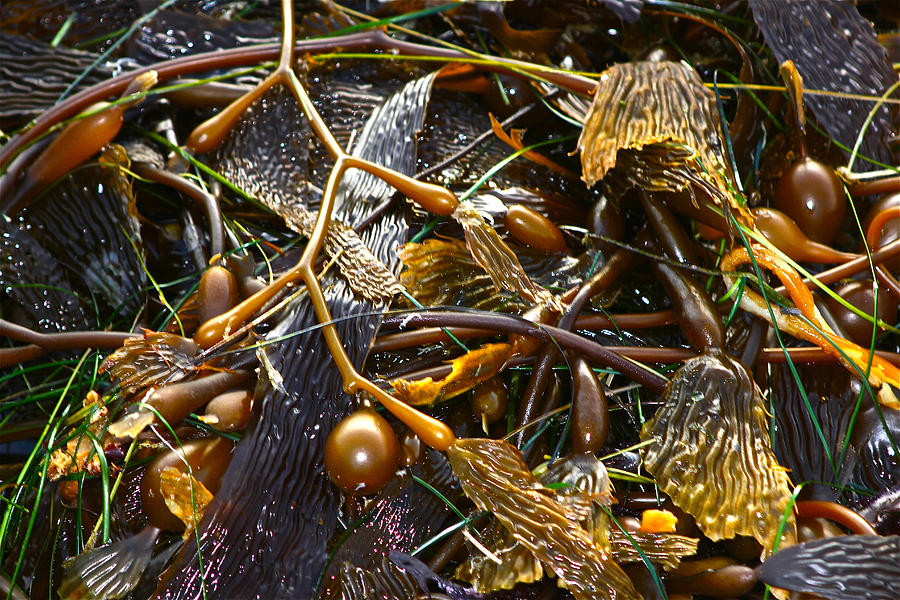 Seaweed by Jon Reddin Seaweed by Jon Reddin