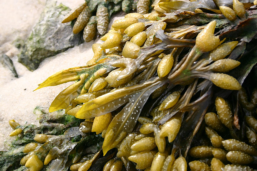 Seaweed Photograph by Mary Haber