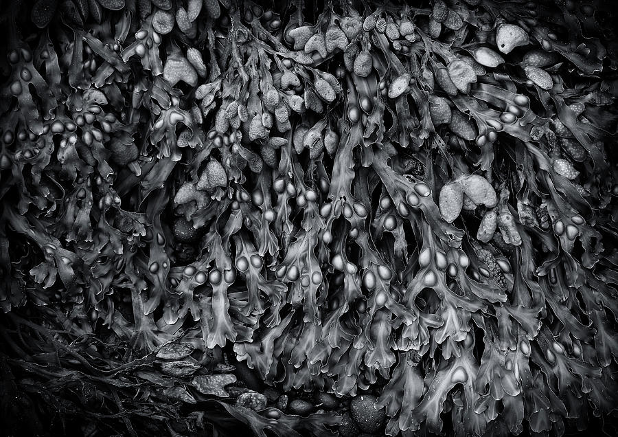 Seaweed- Monochrome Photograph by Bethany Dhunjisha