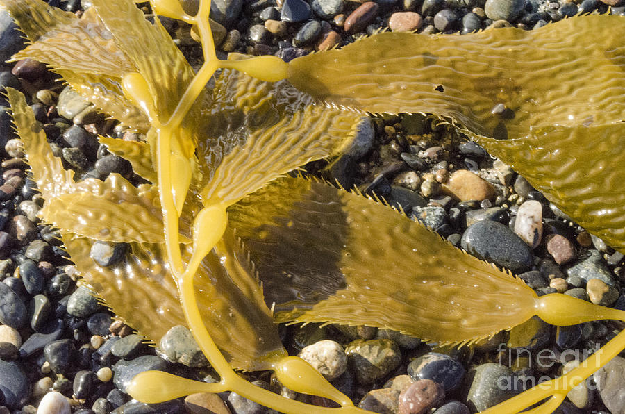 Seaweed-n-pebbles Photograph
