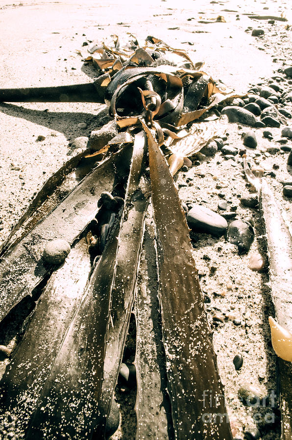 Seaweed-n-sand Photograph