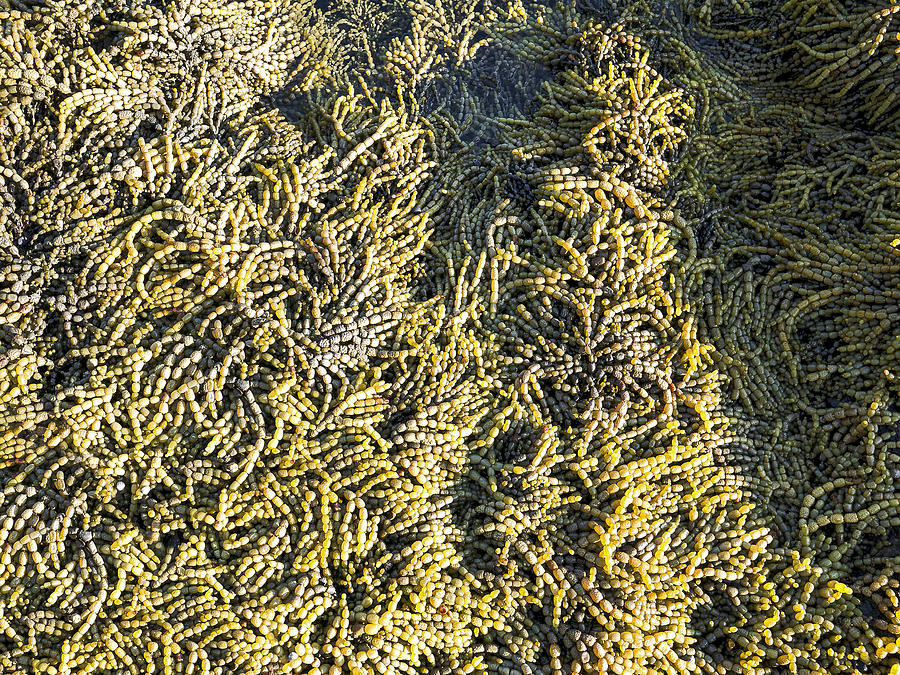 Seaweed - Neptunes Necklace - Coastal Australia Photograph by Steven Ralser