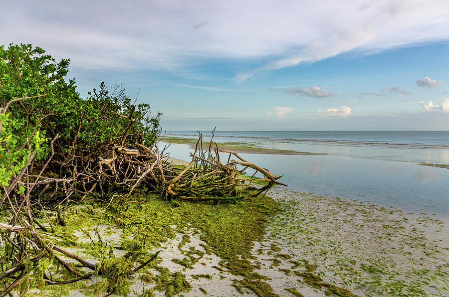 Seaweed on Mangroves Photograph by Artful Imagery