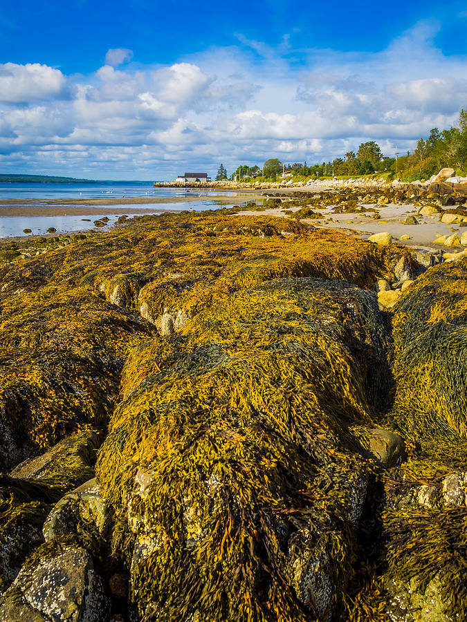 Seaweed on the Beach Photograph by Mark Llewellyn