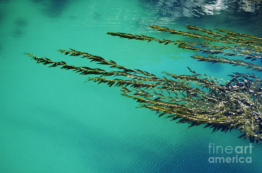 Abstract Photograph - Seaweed Patterns by Larry Dale Gordon - Printscapes