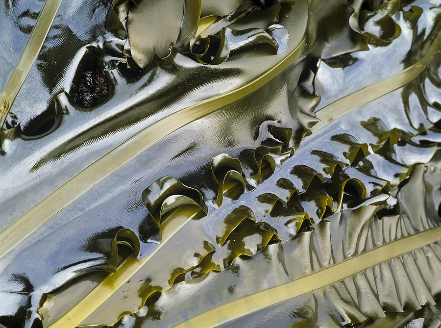 Seaweed Photograph by Robert Potts