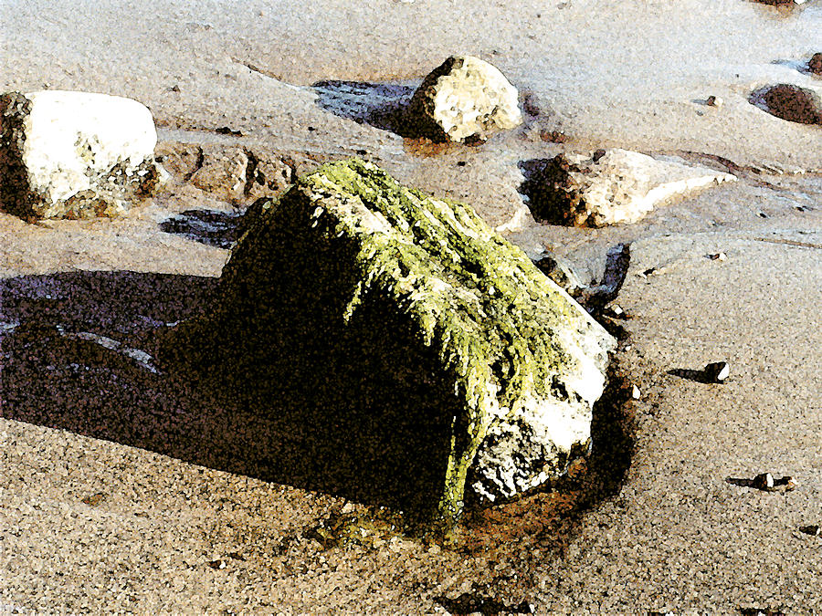 Seaweed Rock Painting by Paul Sachtleben