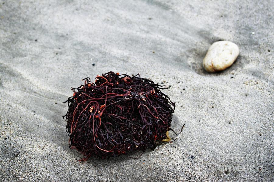 Seaweed Roots Photograph by Henrik Lehnerer