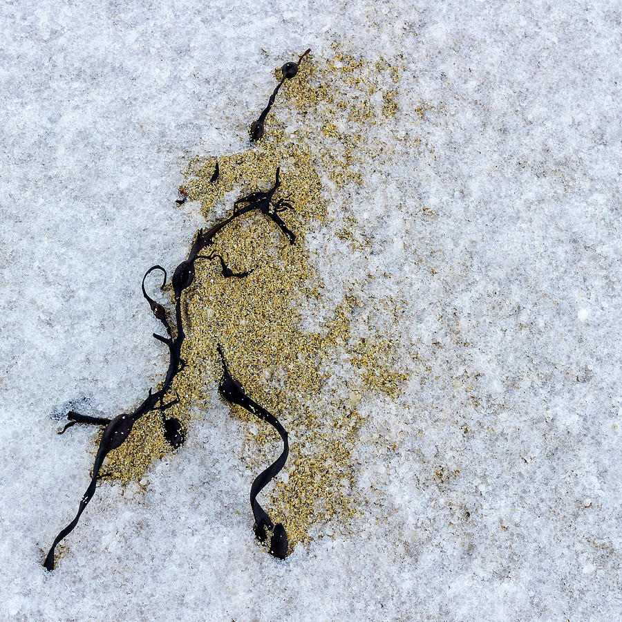 Seaweed Photograph - Seaweed, Sand and Snow by Phillips and Phillips Seaweed Photograph - Seaweed, Sand and Snow by Phillips and Phillips