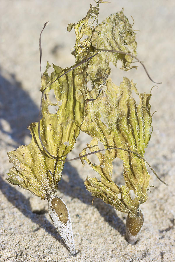 Seaweed Photograph - Seaweed sisters by Lissa Liggett