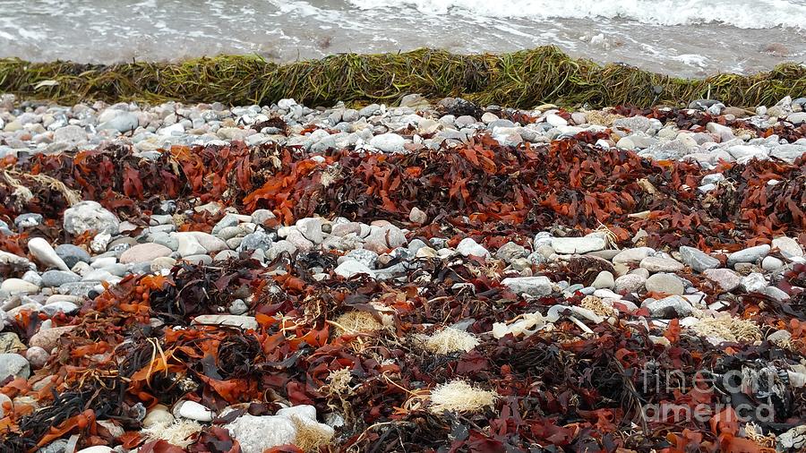 Seaweed Photograph by Susanne Baumann