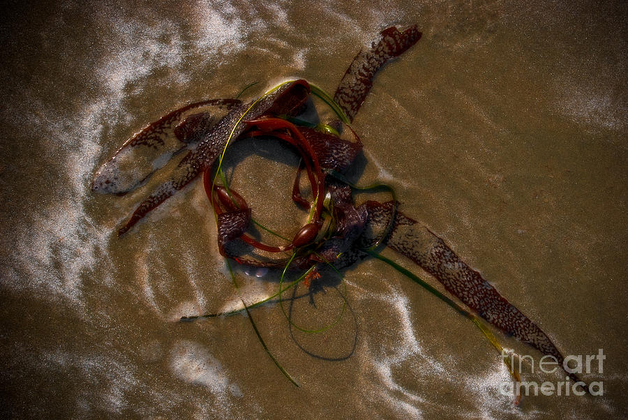 Seaweed Sword Photograph by Venetta Archer