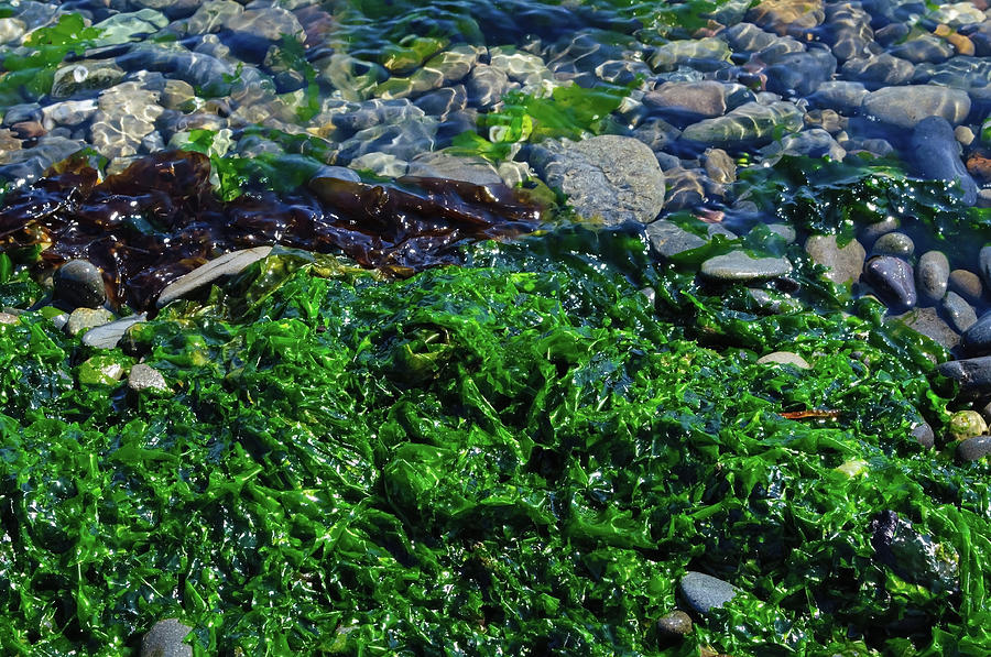 Nature Photograph - Seaweed by Tikvahs Hope
