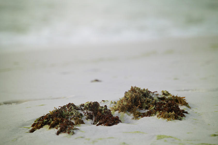 Seaweed Photograph by Toni Hopper
