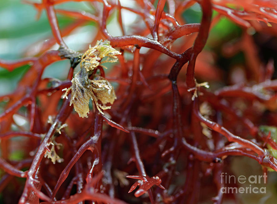 Seaweed Up Close Photograph by Mary Haber