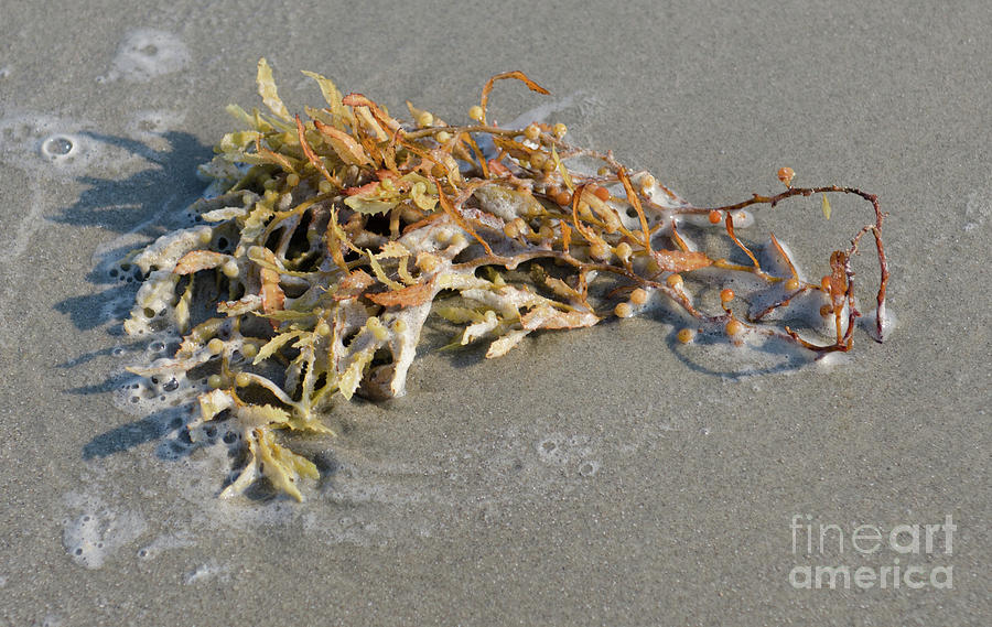 Seaweed Washed Ashore Photograph