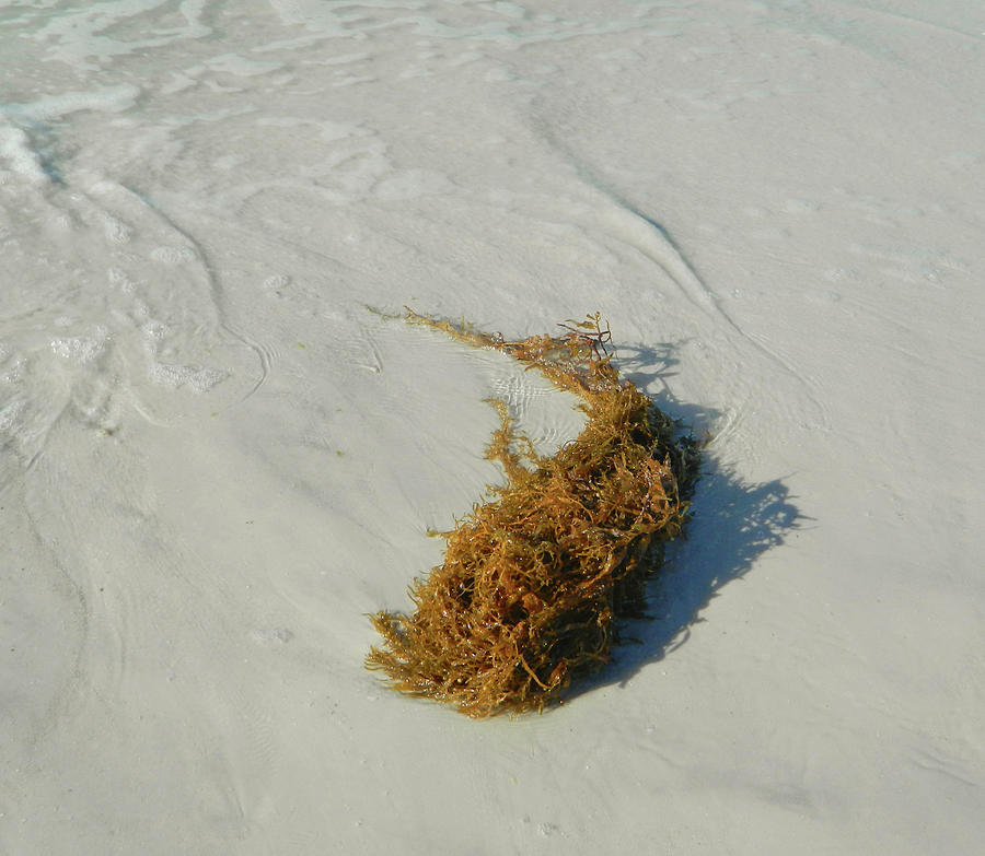 Seaweed Washed Ashore Siesta Beach Photograph by Emmy Marie Vickers