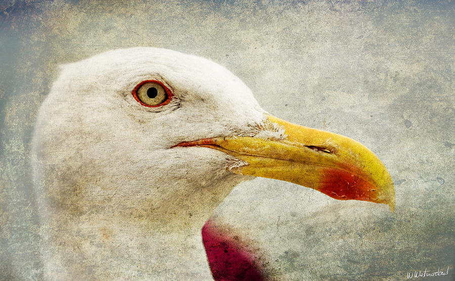 Sebastian the Seagull Photograph by Weston Westmoreland