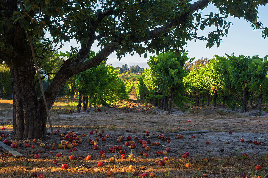 Apple Photograph - Sebastopol Tree and Vineyard Sebastopol CA by Toby McGuire