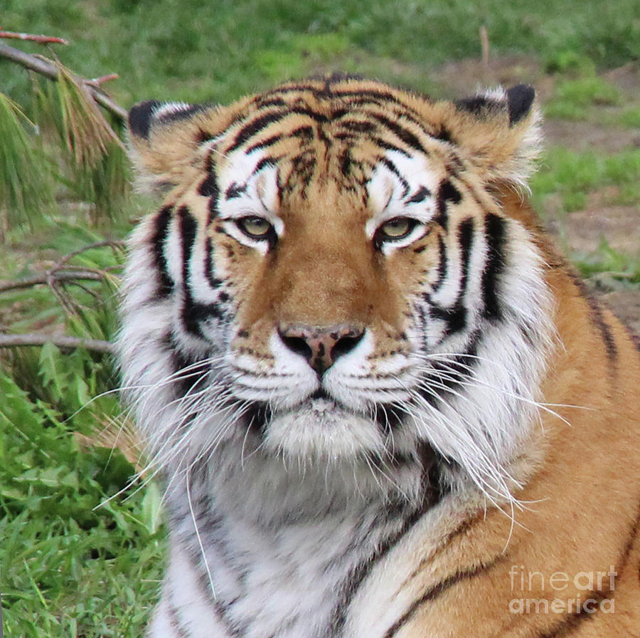 Seberian Tiger Headshot Forward Photograph