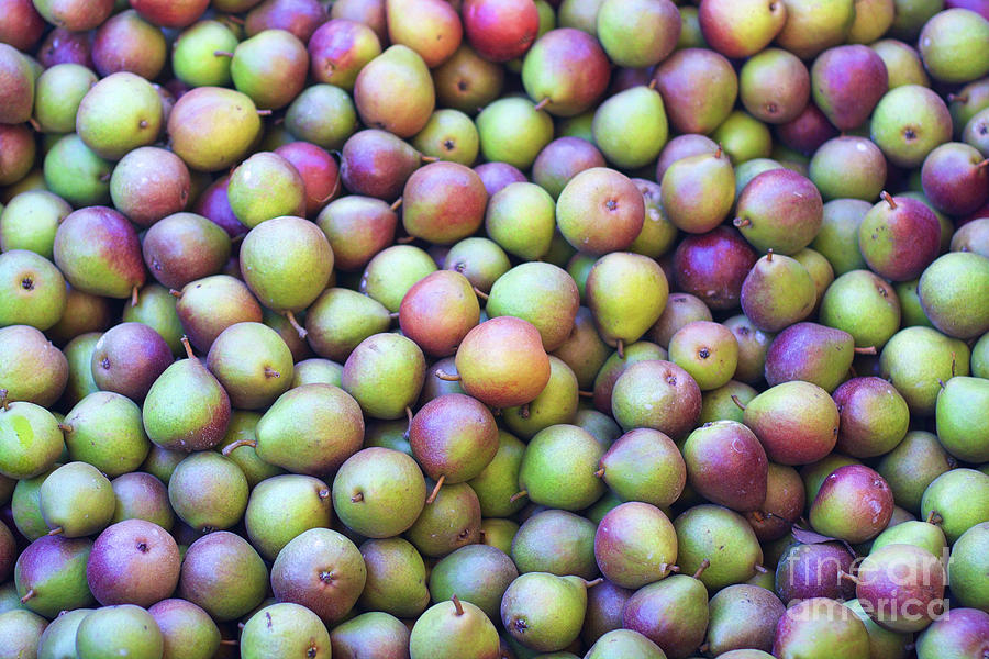 Seckel Pears Photograph by Bruce Block