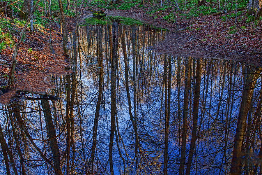 Secluded Pond Reflection Photograph by Dale Kauzlaric
