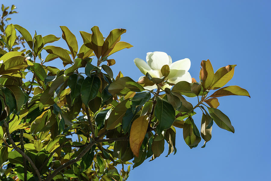 Second Bloom - Unusual Autumn Magnolia Blossom Photograph by Georgia Mizuleva