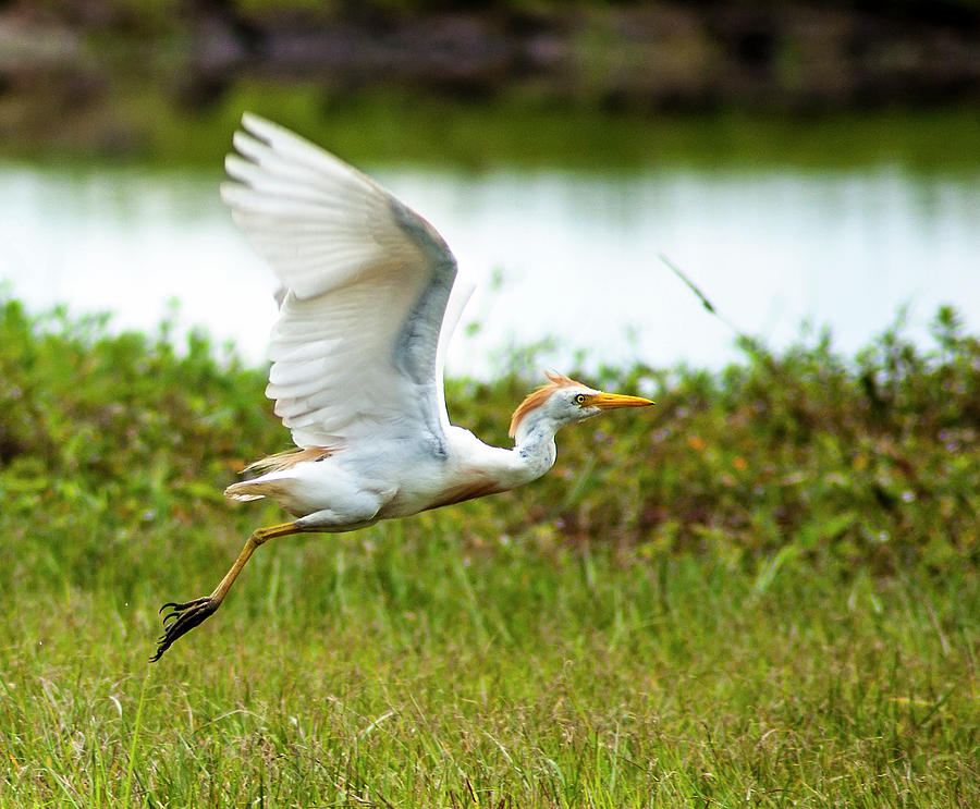 Cattle Egret Photograph - Second Flight by Norman Johnson Cattle Egret Photograph - Second Flight by Norman Johnson