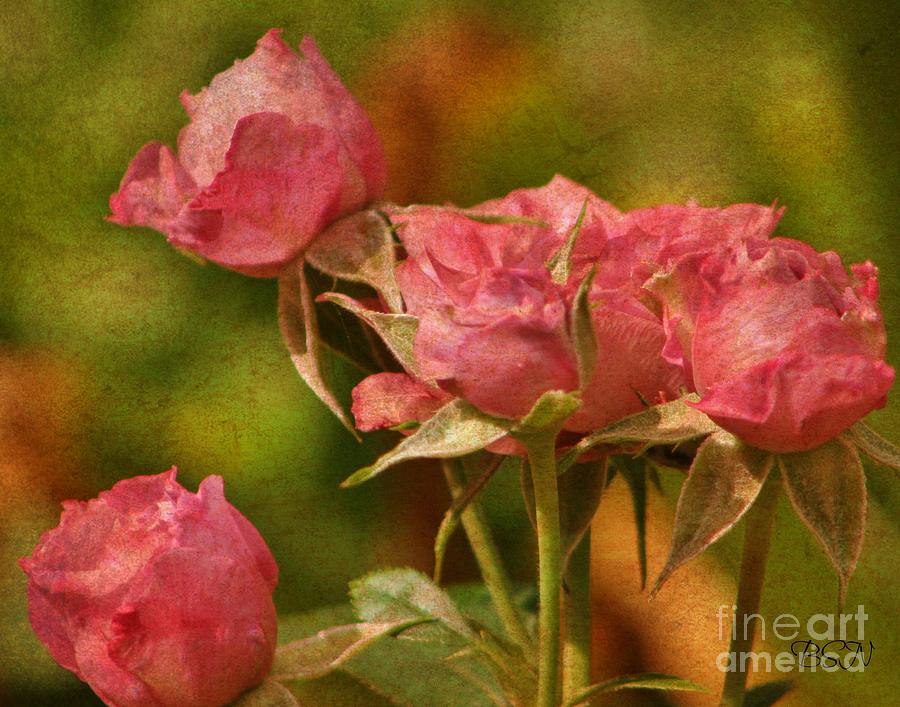 Second Hand Roses Photograph by Barbara S Nickerson