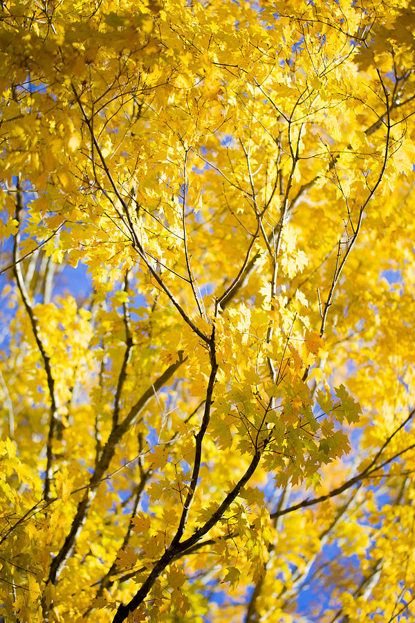 Fall Photograph - Second Spring by Keith May Fall Photograph - Second Spring by Keith May