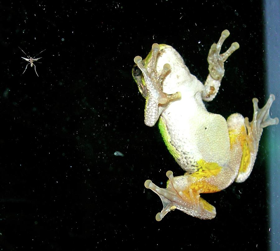 Second Story Frog Photograph by Randy Rosenberger