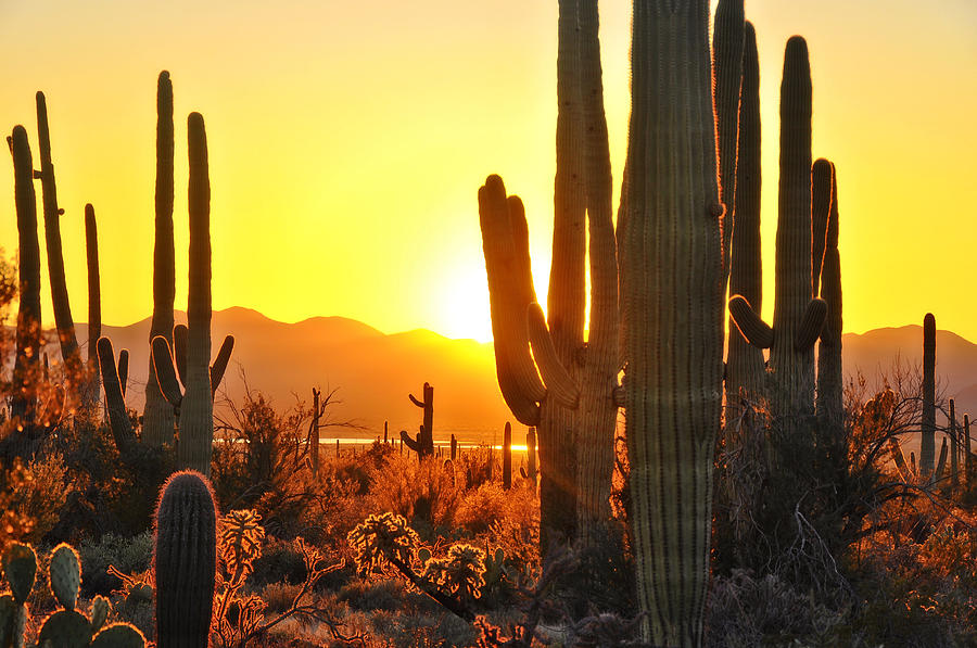 Second Sunset at Saguaro Photograph by John Hoffman